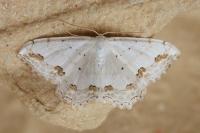Scopula ornata