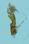 Eupithecia abbreviata