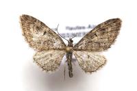 Eupithecia abbreviata