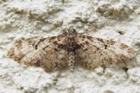 Eupithecia irriguata