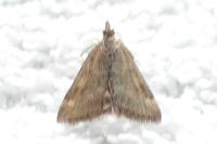 Pyrausta despicata