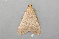 Bostra obsoletalis