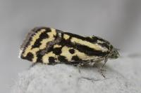 Emmelia trabealis