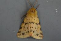 Diacrisia purpurata