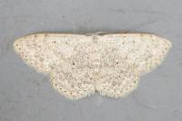 Scopula marginepunctata