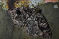 Triphosa dubitata