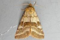 Synthymia fixa