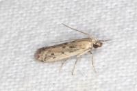 Phycitodes inquinatella