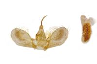 Dysstroma citrata