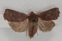 Conistra ligula