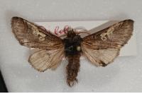 Diloba caeruleocephala