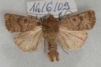 Hoplodrina octogenaria