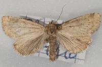 Photedes minima