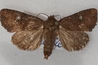 Mesapamea secalella/secalis