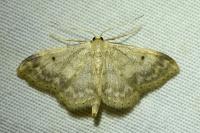 Idaea biselata