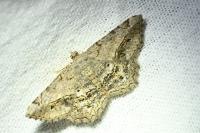 Chiasmia aestimaria