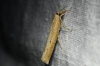Pediasia