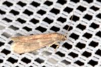 Ephestia woodiella