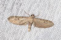 Eupithecia innotata