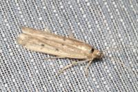 Homoeosoma nebulellum