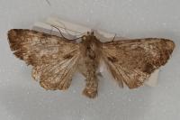 Apamea scolopacina