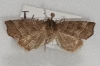 Ipimorpha retusa