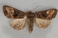 Euplexia lucipara