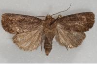 Rusina ferruginea