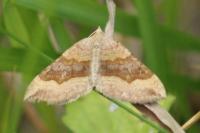 Scotopteryx chenopodiata