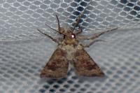 Agrotis trux