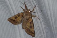 Gortyna xanthenes