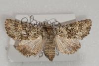 Hecatera dysodea