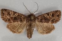 Sideridis rivularis