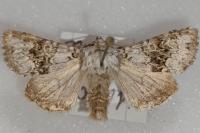 Hecatera bicolorata