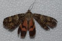 Catocala promissa