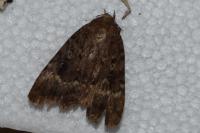 Amphipyra pyramidea/Amphipyra berbera
