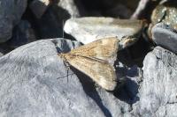 Pyrausta aerealis
