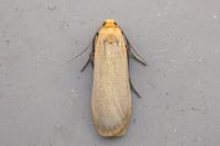 Katha depressa