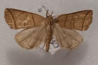 Herminia grisealis