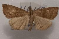 Herminia tarsicrinalis