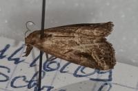 Schrankia costaestrigalis