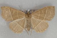 Trisateles emortualis