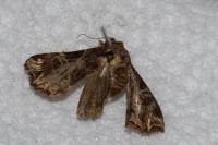 Callopistria juventina