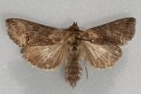 Abrostola triplasia