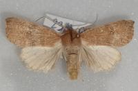 Cirrhia ocellaris