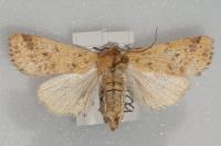 Cirrhia gilvago