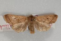 Leptologia macilenta