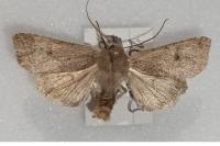 Leptologia lota