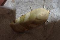 Noctua fimbriata