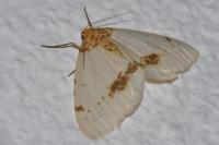 Abraxas pantaria